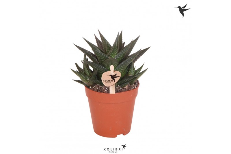 Haworthia limifolia Kolibri Greens Succulenten Haworthia Limifolia1 pp 