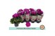 Primula obconica touch me violet Primula Obconica Violet3 tak/plnt 