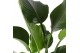Strelitzia nicolai Strelitzia Nicolai p24 (Air so Pure) zonder bloem b 