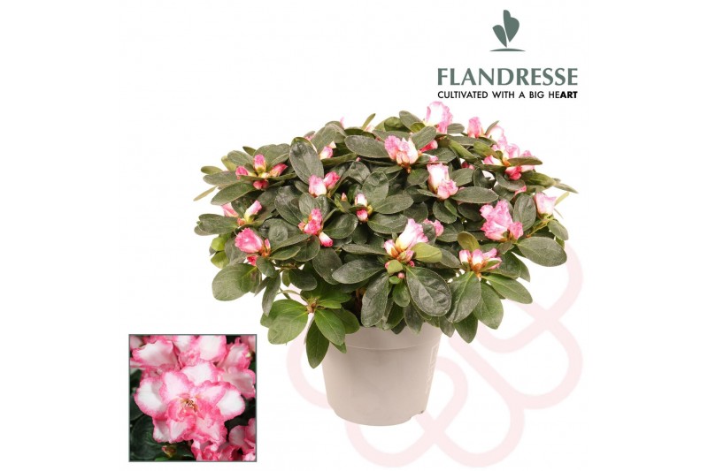 Rhododendron simsii bont Azalea Flandresse® bont 30 - 32 cmcm diameter 