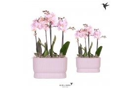 Phalaenopsis Kolibri Orchids Phalaenopsis 4 spike Diabolo pink schaal2