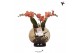 Phalaenopsis oranje Kolibri Orchids Phalaenopsis Roots orange in glas  