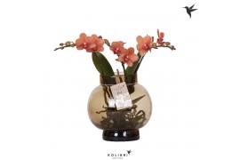 Phalaenopsis oranje Kolibri Orchids Phalaenopsis Roots orange in glas 