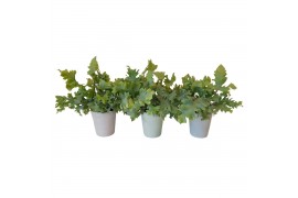 Phlebodium aureum davana