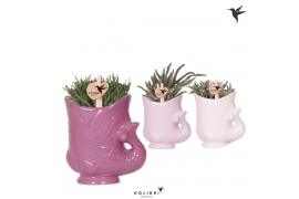 Rhipsalis mix Kolibri Greens Rhipsalis mix in Fish pot lila mix1 pp