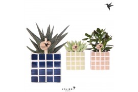 Succulenten mix Kolibri Greens Succulenten mix in Mosa pot blue mix1 p