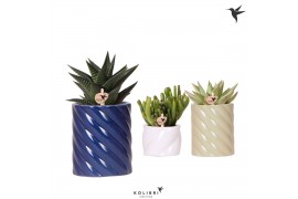 Succulenten mix Kolibri Greens Succulenten mix in Candy pot blue mix1 