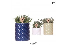 Rhipsalis mix Kolibri Greens Rhipsalis mix in Candy pot blue mix1 pp