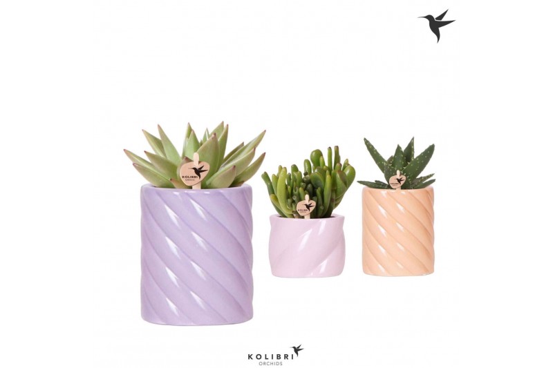 Succulenten mix Kolibri Greens Succulenten mix in Candy pot pink mix1  