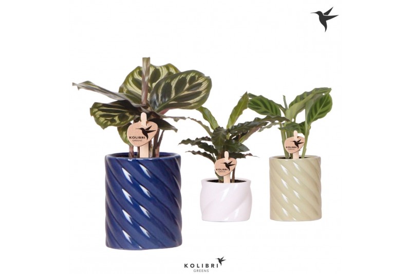 Calathea mix Kolibri Greens Calathea mix in Candy pot blue mix1 pp 
