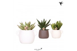 Succulenten mix Kolibri Greens Succulenten mix in Scales pot mix1 pp