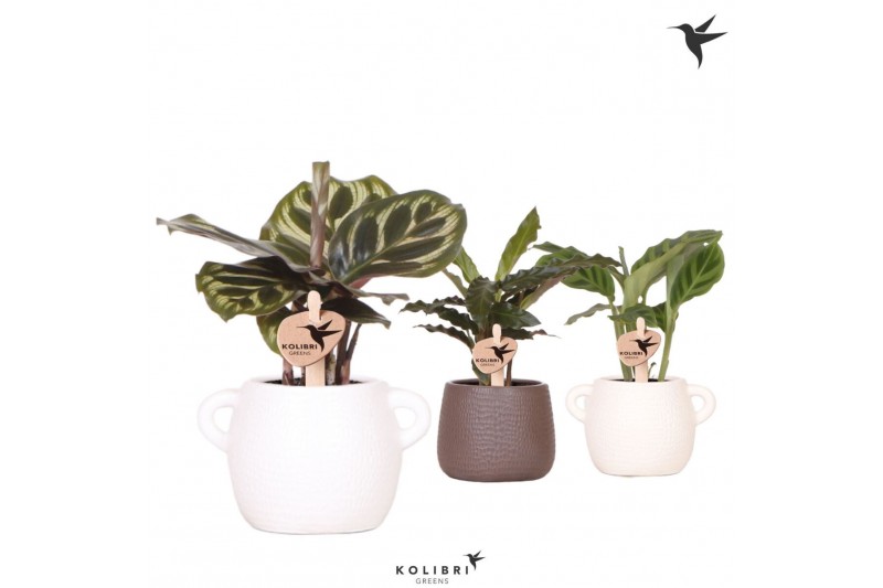 Calathea mix Kolibri Greens Calathea mix in Scales pot mix1 pp 