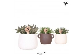 Rhipsalis mix Kolibri Greens Rhipsalis mix in Scales pot mix1 pp