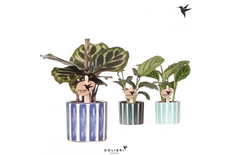 Calathea mix Kolibri Greens Calathea mix in Painted Stripe pot blue mi 
