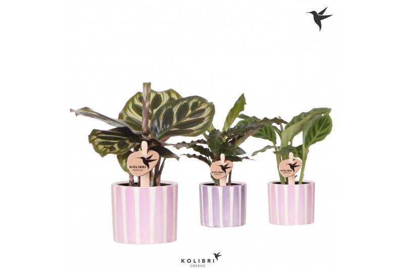 Calathea mix Kolibri Greens Calathea mix in Painted Stripe pot pink mi 
