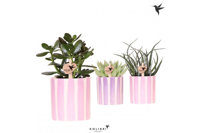 Succulenten mix Kolibri Greens Succulenten mix in Painted Stripe pot p 