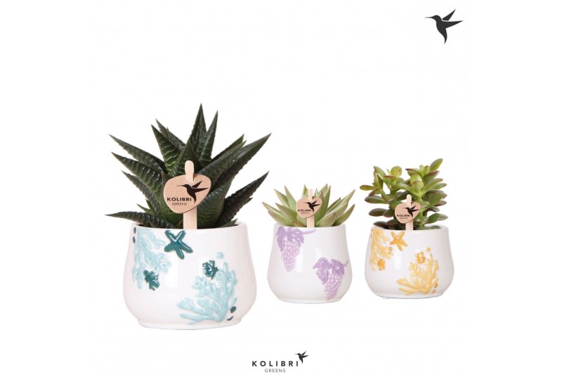Succulenten mix Kolibri Greens Succulenten mix in Coral pot mix1 pp 