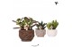 Succulenten mix Kolibri Greens Succulenten mix in Rope pot mix1 pp 