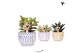 Succulenten mix Kolibri Greens Succulenten mix in Granada pot mix1 pp 