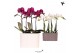 Phalaenopsis Kolibri Orchids Phalaenopsis mix 4 spike in Gili twin pot 