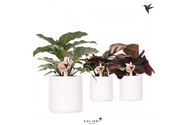Calathea mix Kolibri Greens Calathea mix in Pastel pot white1 pp