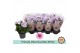 Primula obconica twilly touch me f1 blue white Primula Obconica Blue W 