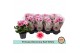 Primula obconica twilly touch me f1 red white Primula Obconica Red Whi 