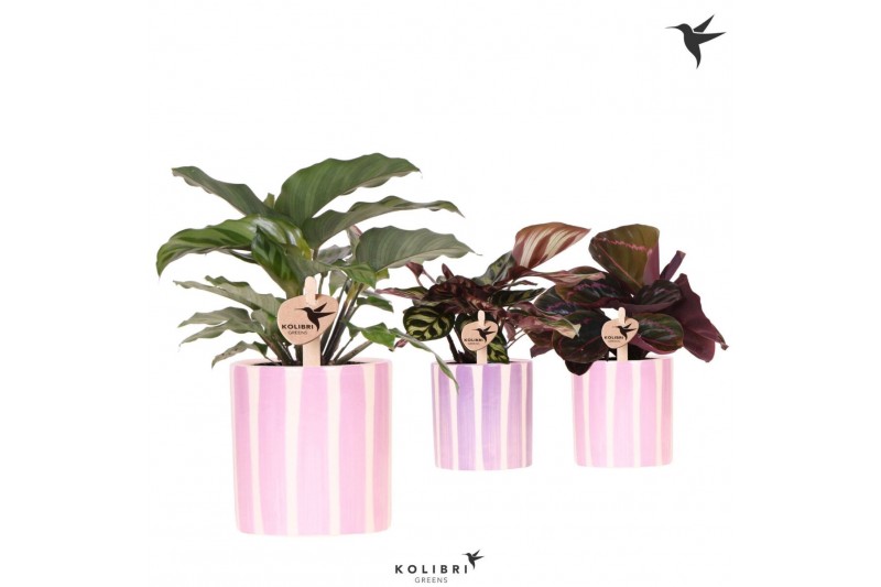 Calathea mix Kolibri Greens Calathea mix in Painted Stripe pot pink mi 