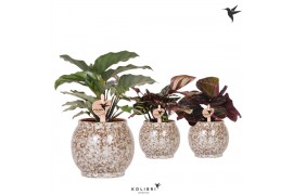 Calathea mix Kolibri Greens Calathea mix in Safari pot1 pp