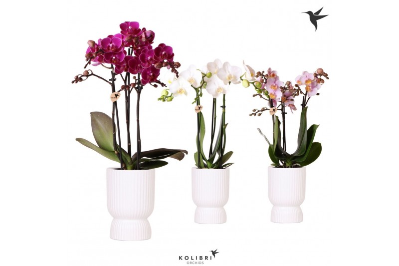 Phalaenopsis multiflora Kolibri Orchids Phalaenopsis mix 3 spike in Di 