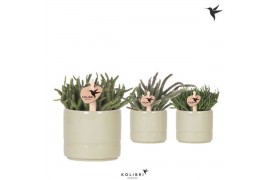 Rhipsalis mix Kolibri Greens Rhipsalis mix in Pastel pot green1 pp