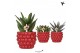 Succulenten mix Kolibri Greens Succulenten mix in Berry pot1 pp 