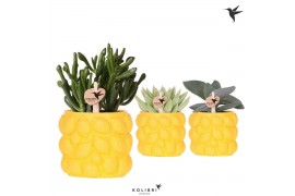 Succulenten mix Kolibri Greens Succulenten mix in Citrus pot yellow1 p