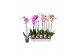 Phalaenopsis mix Phalaenopsis mix 5 kleuren - 1 tak, 9+/vertakt9 bl. 1 