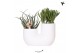 Succulenten mix Kolibri Greens Succulenten mix in Tube pot white2 pp 