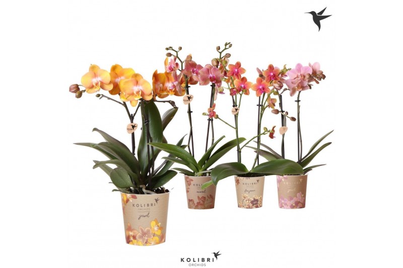 Phalaenopsis mix Kolibri Orchids Phalaenopsis Jewel mix 2spike24 bl. 3 