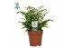 Adiantum fritz luthi Adiantum Fritz Luthi - Air So Pure20 cm diameter 