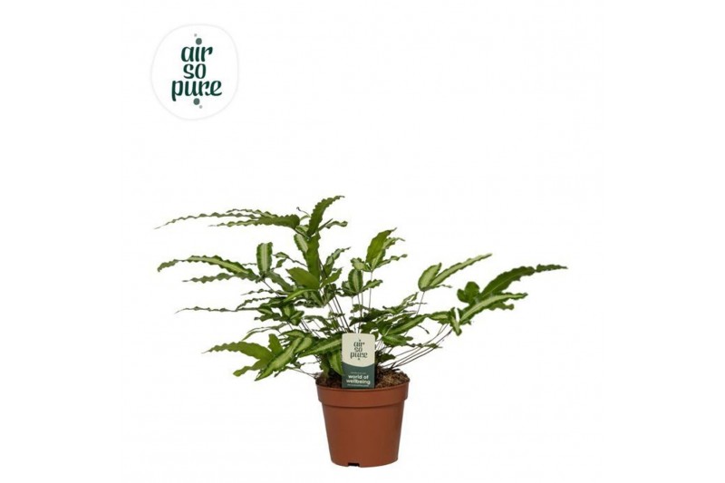 Pteris albolineata Pteris Albolineata - Air So Pure20 cm diameter 