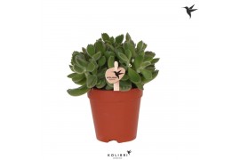 Cotyledon tomentosa Green Footprint Kolibri Greens Succulenten Cotyled