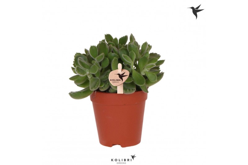 Cotyledon tomentosa Green Footprint Kolibri Greens Succulenten Cotyled 