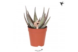 Aloe Kolibri Greens Succulenten Aloe Cayuga1 pp