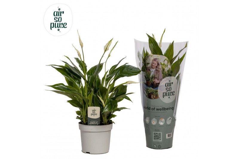 Spathiphyllum bellini 8+ - Air So Pure 