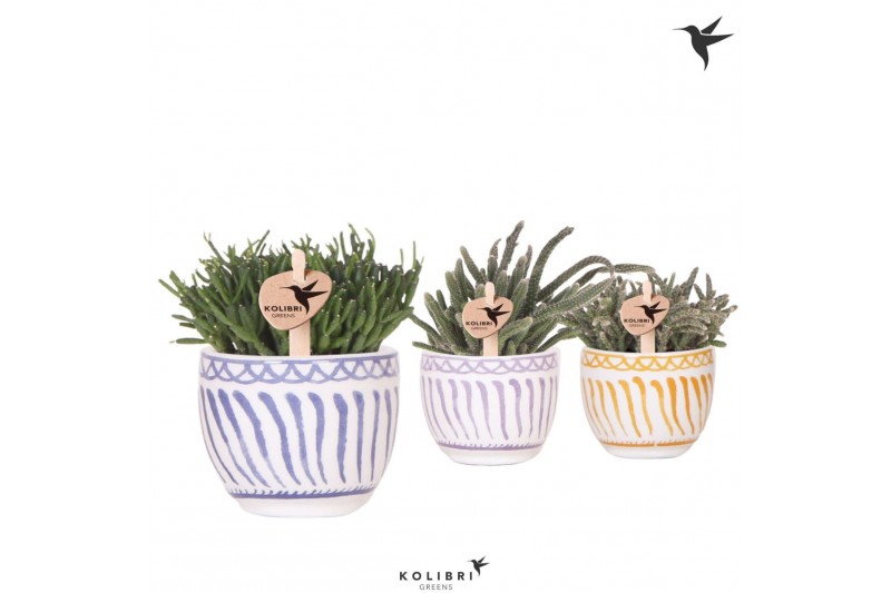 Rhipsalis mix Kolibri Greens Rhipsalis mix in Granada pot mix1 pp 