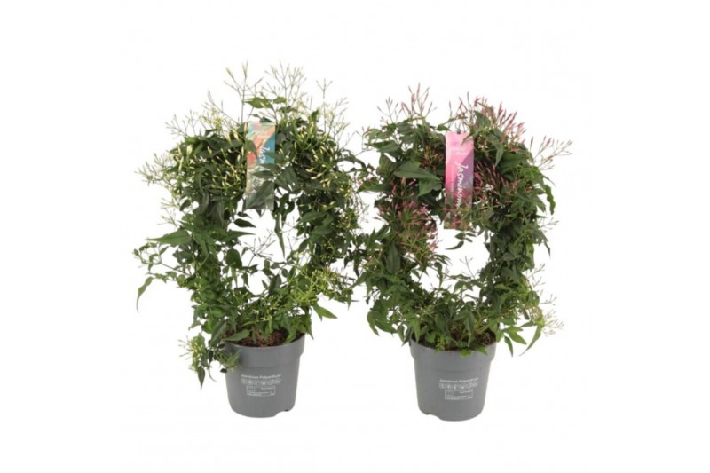 Jasminum overig Jasminum boog 300 knop p12 wit/roze gemengd (Jasmijn)3 