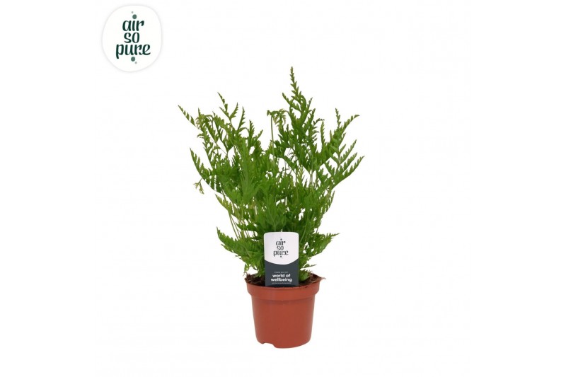 Pteris straminea Pteris straminea - Air So Pure 