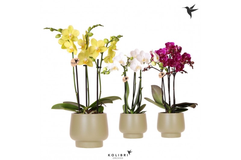 Phalaenopsis multiflora Kolibri Orchids Phalaenopsis mix 3 spike in Sc 