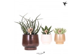 Succulenten mix Kolibri Greens Succulenten mix in Scandic pot gold mix