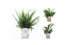 Varens mix Varenmix in pot Maxima30 cm diameter