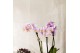 Phalaenopsis multiflora Kolibri Orchids Phalaenopsis mix 3 spike in Di 