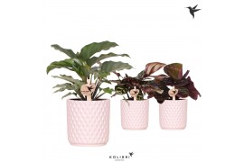 Calathea mix Kolibri Greens Calathea mix in Diamond pot nude1 pp